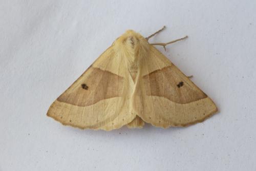 Réf. 211 470 : Crocallis elinguaria